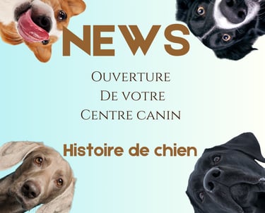 offre de lancement éducateur canin
