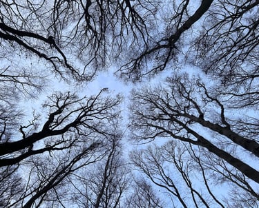 These trees represent sincerity, compassion, and humanity. And a paradox: Simplicity in Profundity.
