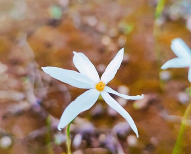 Delicata bellezza eterica della Natura
