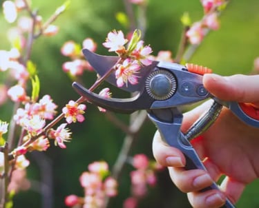 Jarní střih broskvoně - Prostějov