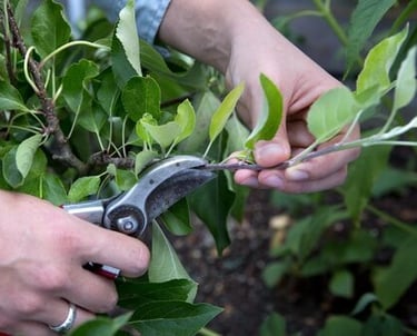 Jarní střih jabloně