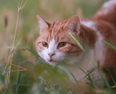 Un chat dans les herbes hautes