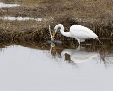Beautiful egret looking for breakfast