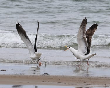 Two gulls having a discussion