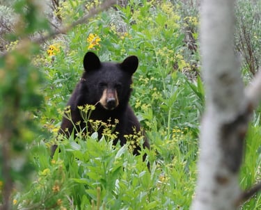 Black Bear at Jenny Lake