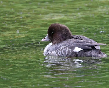 Goldeneye duck
