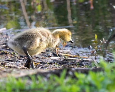 Canadian gosling