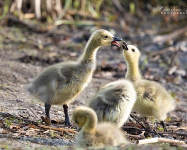 Sibling discussion!