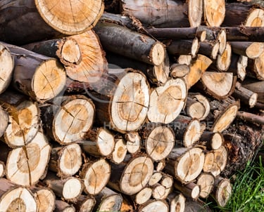 un tas de bûches bien rangées