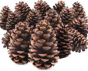 15PC Pine Cones - Tree Decorations - Christmas Wreath Ga bunch of pine cones with a white background
