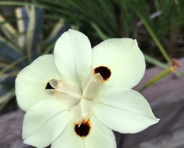 Close up of a real pale yellow flower with brown dots making it look like a smiling flower