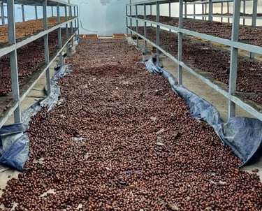 Freshly harvested Arabica coffee cherries drying on patios in Gayo Highlands, Sumatra – Dwipa Coffee
