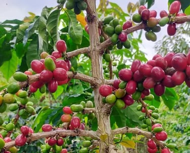 Ripe Arabica coffee cherries in the Gayo Highlands, Sumatra – source for Dwipa Coffee exports
