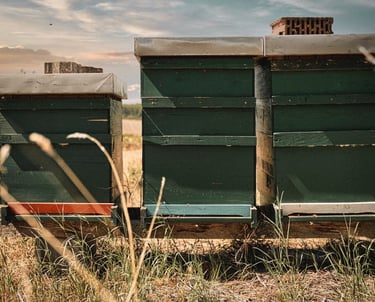 Bienenstöcke in der Natur
