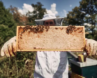 Imker Simon Tötschinger mit eine Honigwabe und darauf sitzenden Bienen