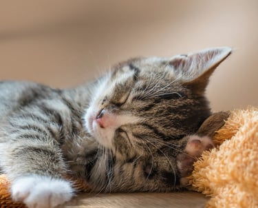 détendu comme un chat qui dort