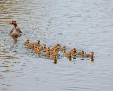 une maman cane veille sur ses petits canetons