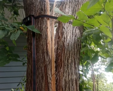 Thunderstorms with high winds split this tree.