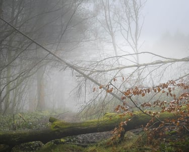 A fallen tree in Annesley woodland in Nottingham captured during Autumnal mist