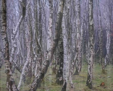 Double exposure of birch trees at Bolehill Quarry in Peak District