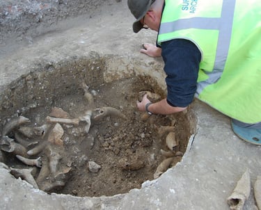 Excavating a pit containing horn cores and other animal bone
