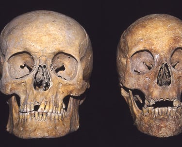 Male and female skulls