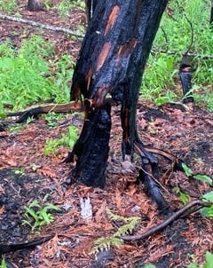 Fire Burned Tree in Tappen