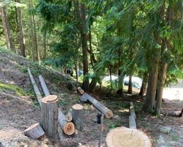 Difficult slope tree removal Scotch Creek