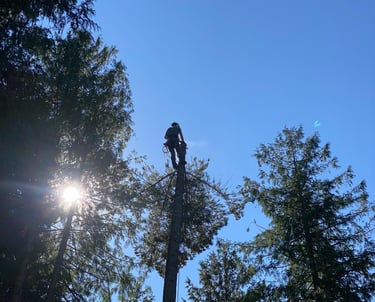 tree topping in salmon arm