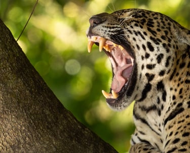 Jaguars in Pantanal, Jaguar jaw