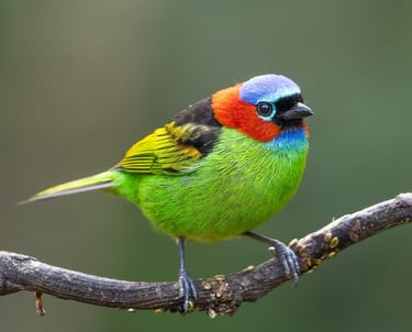 Red-necked tanager in Ubatuba feeders