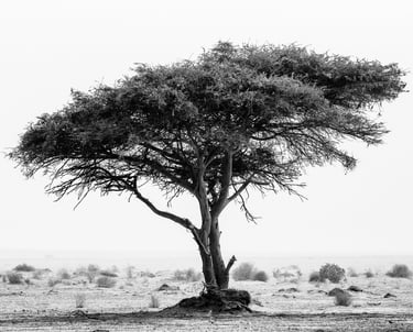 Black and white acacia tree