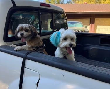 Happy dog wagging tail during boarding drop-off near Antelope CA