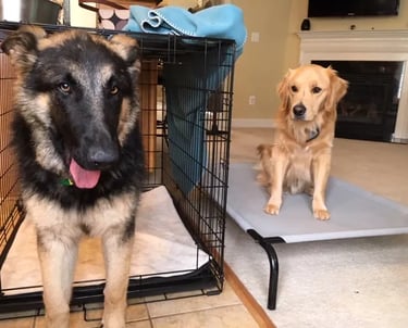 Dog learning impulse control with trainer guidance Roseville CA