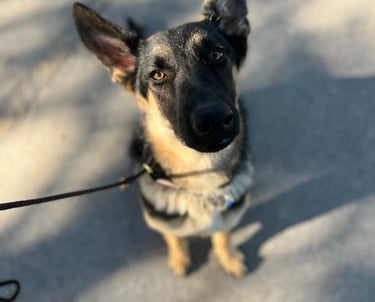 Staff member giving gentle care during boarding stay Fair Oaks