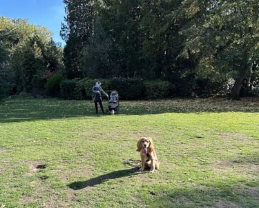 Puppy building confidence in public training meet-up Sacramento