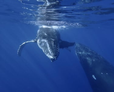a humpback whale with her calf