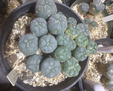 Council of the Peyote Way of Life Coalition