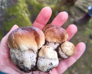 a person holding cep mushrooms in their hands