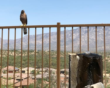 Cooper's Hawk waiting for his dinner