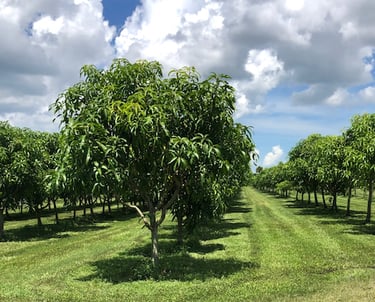 Isles of mango tree in a meticulously maintained orchard.