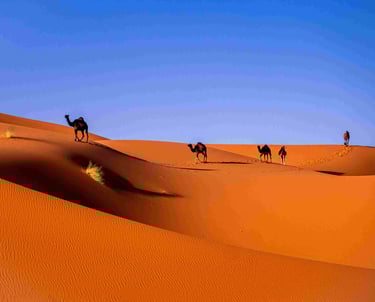 camels in moroccan sahara desert trip tourism