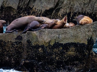 sea lion, photo by Ted LaBar