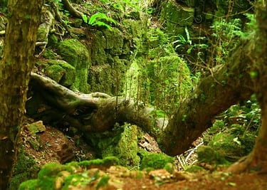 Puzzlewood photo by Neil Barnwell