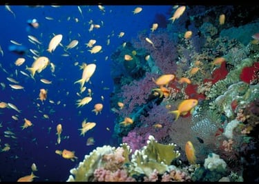 red sea fish photo by silvio Pastore Stocchi