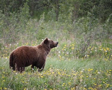 grizzly bear