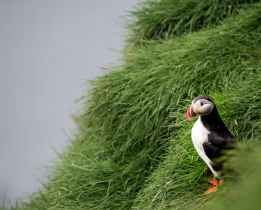 puffin