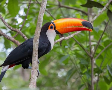 toucan