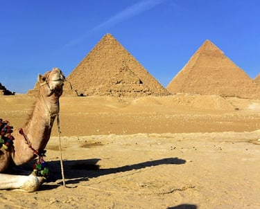 camel sitting in front of a pyramid