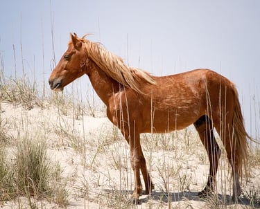 wild pony of the Outer Banks